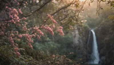 flower, outdoors, day, water, blurry, tree, no humans, depth of field, blurry background, plant, cherry blossoms, nature, scenery, forest, branch, waterfall