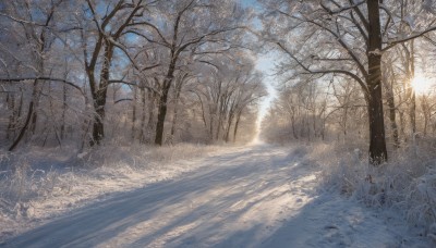 outdoors,sky,day,tree,no humans,sunlight,grass,nature,scenery,snow,forest,winter,bare tree,landscape,dutch angle,sun,road,path