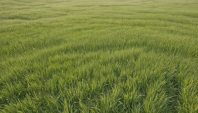 outdoors,day,no humans,traditional media,grass,nature,scenery,field,green theme,plant,road