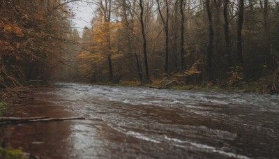 outdoors,day,tree,no humans,leaf,sunlight,grass,nature,scenery,forest,road,autumn leaves,autumn,path,sky,water,blurry,depth of field,bare tree,river,landscape