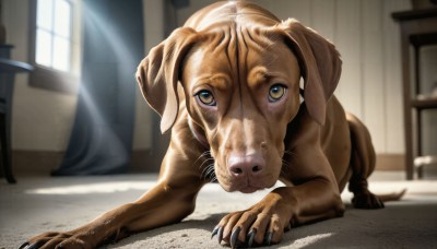 HQ,solo,looking at viewer,brown eyes,day,indoors,blurry,no humans,window,depth of field,blurry background,animal,chair,table,sunlight,cat,curtains,claws,dog,light rays,realistic,door,animal focus,whiskers,horror (theme),standing,full body