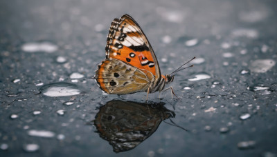 outdoors, blurry, no humans, animal, from above, bug, butterfly, realistic, antennae, vehicle focus