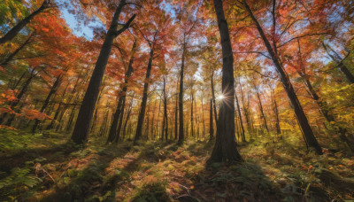 outdoors, sky, day, tree, blue sky, dutch angle, no humans, leaf, sunlight, nature, scenery, forest, autumn leaves, autumn