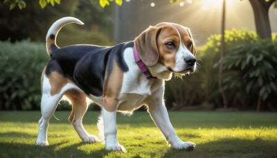 HQ,solo,blue eyes,closed mouth,standing,full body,outdoors,day,blurry,collar,tree,no humans,depth of field,blurry background,animal,sunlight,cat,grass,nature,dog,realistic,animal focus,brown eyes,plant,bush,animal collar