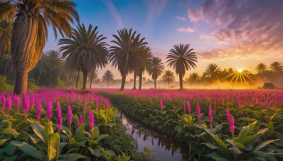 flower, outdoors, sky, cloud, water, tree, no humans, sunlight, cloudy sky, grass, plant, nature, scenery, reflection, sunset, palm tree, sun, horizon