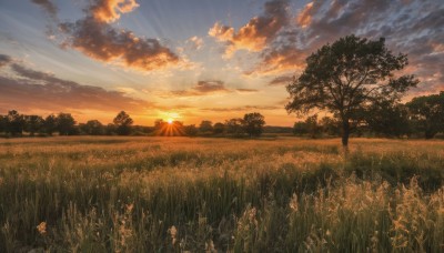 flower,outdoors,sky,cloud,tree,blue sky,no humans,sunlight,cloudy sky,grass,nature,scenery,forest,sunset,mountain,sun,field,evening,landscape,mountainous horizon,gradient sky,orange sky,hill,plant