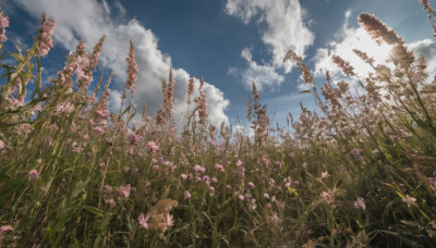 flower, outdoors, sky, day, cloud, blue sky, no humans, cloudy sky, grass, plant, scenery, field