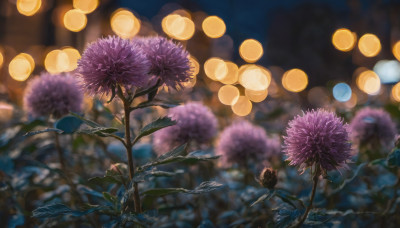 flower, outdoors, blurry, tree, no humans, night, depth of field, blurry background, plant, scenery, lantern, purple flower, branch, bokeh, paper lantern