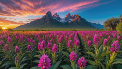 flower, outdoors, sky, cloud, tree, no humans, cloudy sky, grass, nature, scenery, sunset, mountain, sun, field, landscape, mountainous horizon