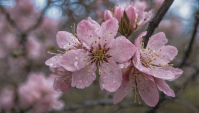 flower, outdoors, day, blurry, no humans, depth of field, blurry background, cherry blossoms, scenery, pink flower, realistic, branch, still life