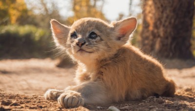 solo,closed mouth,full body,outdoors,lying,day,blurry,black eyes,no humans,depth of field,blurry background,animal,cat,realistic,animal focus,whiskers,looking at viewer,sitting,signature,tree,nature,mouse