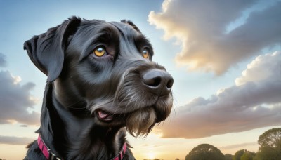 HQ,solo,yellow eyes,outdoors,sky,artist name,cloud,signature,collar,tree,no humans,animal,sunlight,cloudy sky,looking up,sunset,dog,realistic,sun,animal focus,whiskers,day,blue sky,nature,scenery