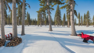 outdoors,sky,day,cape,tree,blue sky,no humans,shadow,nature,scenery,snow,forest,palm tree,winter,bare tree,footprints,pine tree