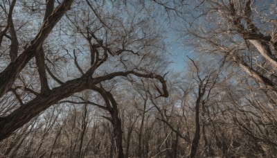 outdoors,sky,day,cloud,tree,blue sky,no humans,traditional media,grass,nature,scenery,forest,bare tree,signature,landscape