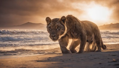 solo,looking at viewer,brown eyes,outdoors,sky,cloud,water,no humans,ocean,animal,beach,realistic,sand,animal focus,tiger,full body,cloudy sky,scenery,sunset,mountain,sun,waves,shore