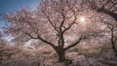 outdoors, sky, tree, blue sky, no humans, grass, cherry blossoms, scenery, fireworks