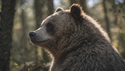 solo, closed mouth, outdoors, blurry, from side, no humans, depth of field, blurry background, animal, realistic, animal focus, whiskers