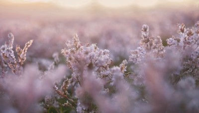 flower,outdoors,blurry,tree,no humans,depth of field,cherry blossoms,nature,scenery,branch,landscape,fog,sky,plant,mountain,field,flower field,still life