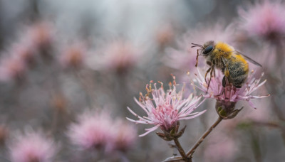 flower, blurry, no humans, depth of field, blurry background, bird, realistic