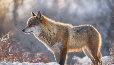 blue eyes, outdoors, signature, blurry, no humans, animal, snow, dog, snowing, realistic, animal focus, winter, wolf