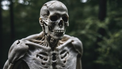 solo,1boy,upper body,male focus,teeth,blurry,tree,no humans,blurry background,skull,realistic,ribs,skeleton,bone,depth of field