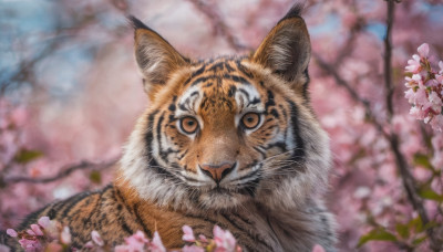 looking at viewer, outdoors, blurry, tree, no humans, depth of field, blurry background, animal, cat, cherry blossoms, realistic, branch, animal focus, tiger, spring (season)