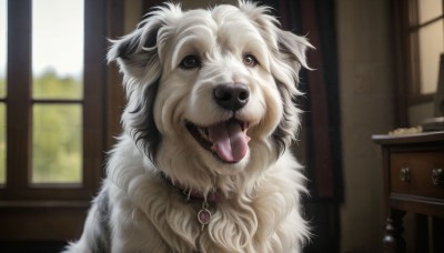 HQ,solo,looking at viewer,open mouth,brown eyes,food,tongue,indoors,tongue out,blurry,collar,no humans,window,animal,fangs,table,dog,realistic,animal focus,day,blurry background,animal collar