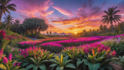 flower, outdoors, sky, cloud, tree, no humans, cloudy sky, grass, plant, nature, scenery, sunset, palm tree, sun, field