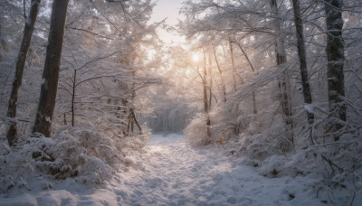 outdoors, tree, no humans, nature, scenery, snow, forest, winter, bare tree