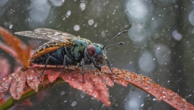 flower, wings, blurry, no humans, depth of field, animal, bug, snowing, realistic, antennae