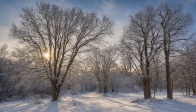 outdoors,sky,day,cloud,tree,blue sky,no humans,cloudy sky,nature,scenery,snow,forest,road,winter,lamppost,bare tree,pine tree