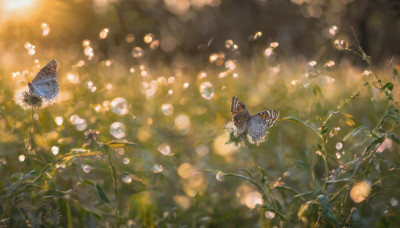 flower, outdoors, blurry, no humans, depth of field, blurry background, bug, plant, butterfly, nature, scenery, bokeh, dandelion