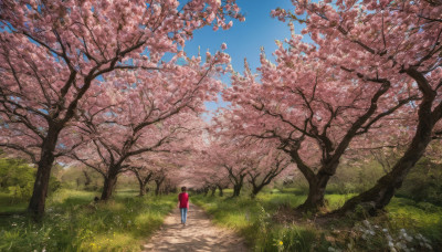 solo, brown hair, 1boy, flower, male focus, outdoors, sky, day, pants, from behind, tree, blue sky, grass, cherry blossoms, scenery, jeans, road, path