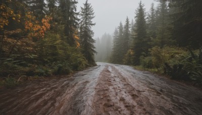 outdoors,sky,day,cloud,tree,no humans,grass,nature,scenery,forest,mountain,road,landscape,path,pine tree,plant,bush