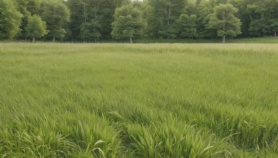 outdoors,day,tree,no humans,traditional media,grass,plant,nature,scenery,forest,field,green theme,sky,cloud,bush,landscape