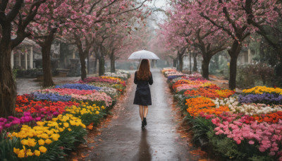 1girl, solo, long hair, brown hair, long sleeves, dress, holding, flower, outdoors, shoes, day, from behind, black footwear, black dress, tree, umbrella, cherry blossoms, scenery, pink flower, walking, holding umbrella, yellow flower, road, wide shot, street, orange flower, path, transparent umbrella, spring (season)