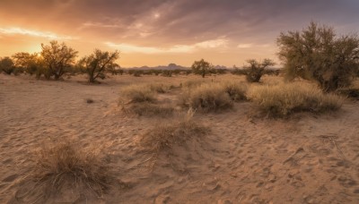 outdoors,sky,cloud,tree,no humans,cloudy sky,grass,nature,scenery,forest,sunset,mountain,road,field,landscape,orange sky,path,monochrome,water,ocean,beach,plant,sand,sun,horizon,sepia,brown theme