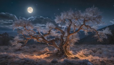 outdoors,sky,cloud,tree,no humans,night,moon,grass,cherry blossoms,star (sky),nature,night sky,scenery,full moon,starry sky,mountain,branch,water,ocean,cloudy sky,forest,horizon,bare tree,landscape