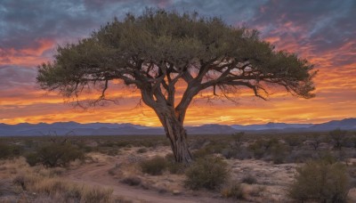 outdoors,sky,cloud,tree,no humans,cloudy sky,grass,nature,scenery,forest,sunset,mountain,bare tree,twilight,evening,landscape,gradient sky,orange sky,plant,horizon