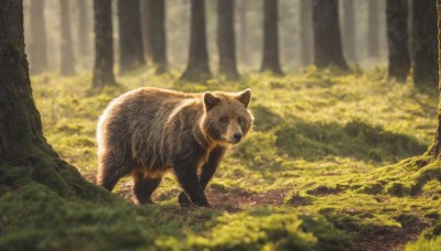 solo,outdoors,day,blurry,tree,no humans,depth of field,blurry background,animal,leaf,grass,plant,nature,scenery,forest,realistic,animal focus,path,looking at viewer,signature