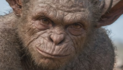 solo,looking at viewer,smile,1boy,brown eyes,closed mouth,male focus,outdoors,sky,day,blurry,blue sky,no humans,blurry background,animal,portrait,close-up,realistic,whiskers,scar