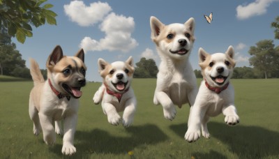 open mouth,blue eyes,outdoors,sky,day,tongue,cloud,tongue out,collar,tree,blue sky,no humans,animal,grass,bug,butterfly,running,dog,realistic,animal focus,red collar,shiba inu,looking at viewer,teeth,signature,shadow,leaf,cloudy sky,nature,animal collar