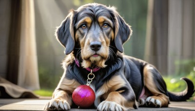 HQ,solo,brown eyes,outdoors,day,indoors,blurry,collar,no humans,depth of field,blurry background,animal,sunlight,curtains,dog,realistic,leash,animal focus,animal collar,looking at viewer,lying,tongue,tongue out,watermark,on stomach,web address,ball,pillar