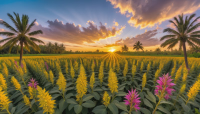 flower, outdoors, sky, cloud, tree, blue sky, no humans, sunlight, cloudy sky, grass, plant, nature, scenery, sunset, yellow flower, sun, horizon, field