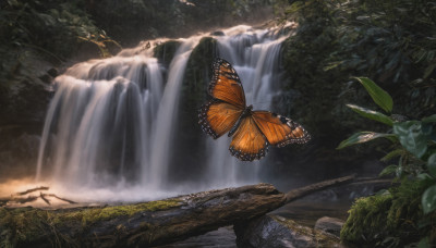 outdoors, water, tree, no humans, leaf, sunlight, bug, plant, butterfly, nature, scenery, forest, rock, river, waterfall, moss