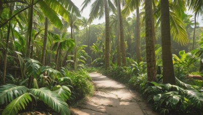 outdoors,day,tree,no humans,shadow,leaf,sunlight,plant,nature,scenery,forest,palm tree,bush,shade,dappled sunlight,grass,road,path