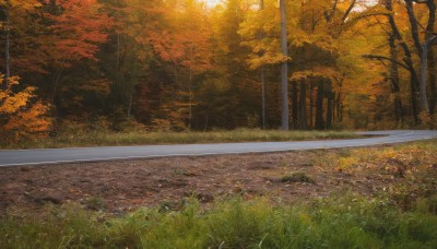 outdoors,day,tree,no humans,leaf,sunlight,grass,nature,scenery,forest,road,bush,autumn leaves,autumn,path,fence