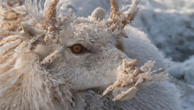 looking at viewer,outdoors,wings,horns,sky,cloud,blurry,tree,orange eyes,no humans,depth of field,blurry background,animal,colored sclera,fantasy,animal focus,whiskers,day,cloudy sky,feathers,close-up,realistic,antlers