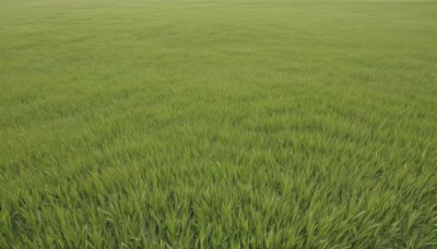 flower,outdoors,day,no humans,traditional media,grass,nature,scenery,field,green theme,plant,road