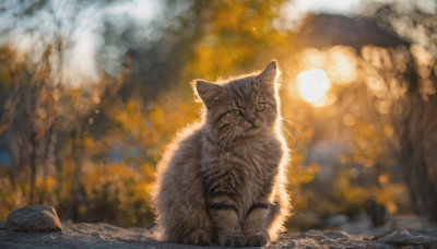 looking at viewer, outdoors, blurry, tree, no humans, blurry background, animal, cat, rock, realistic, animal focus, autumn